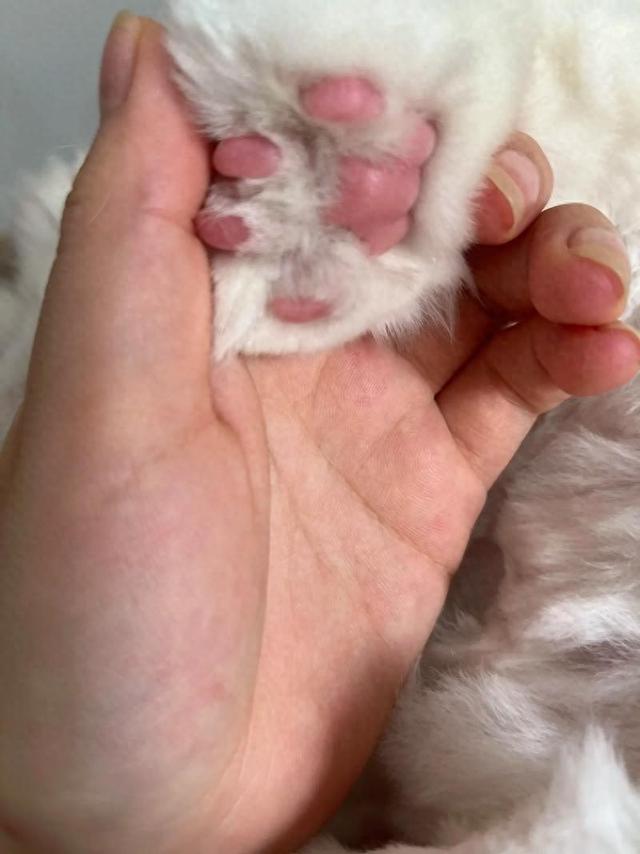 养猫久了才知道，我们摸它的爪爪的时候，原来它是这样想的