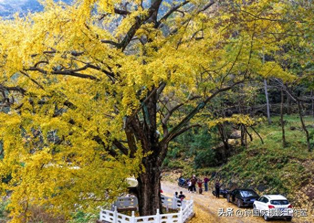 湖北钟祥：千年银杏披金甲 游客沉醉秋意浓