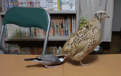 鹌鹑蛋每天吃几个最好（鹌鹑每天要下多少蛋才够全国吃除了下蛋）