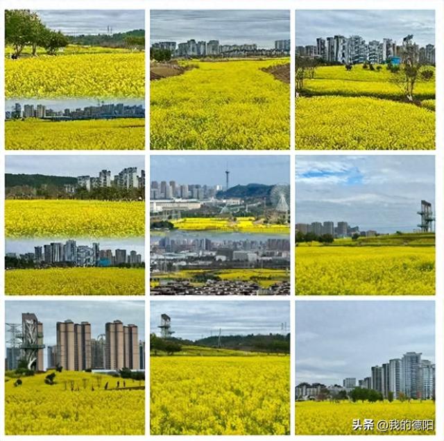 黄了！德阳人彻底坐不住了！这个周末就去！