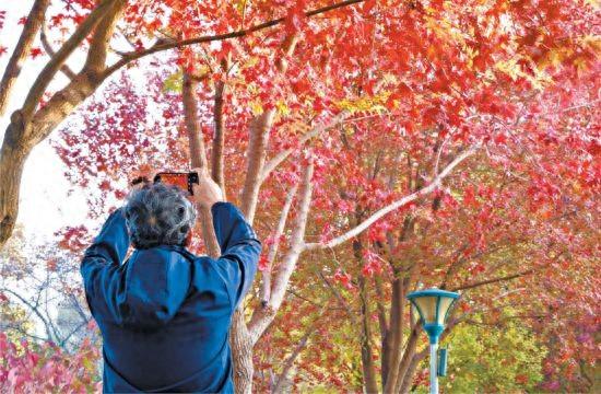 四大点位串联玉渊潭最美秋光