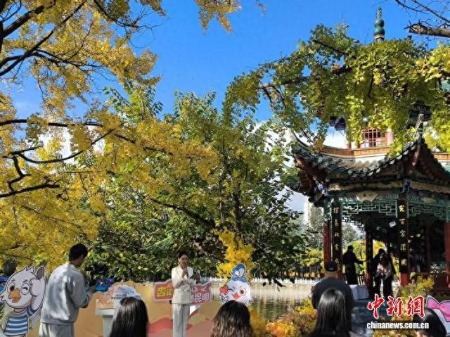 “春城”昆明进入赏杏观鸥季 开展系列活动迎八方游客