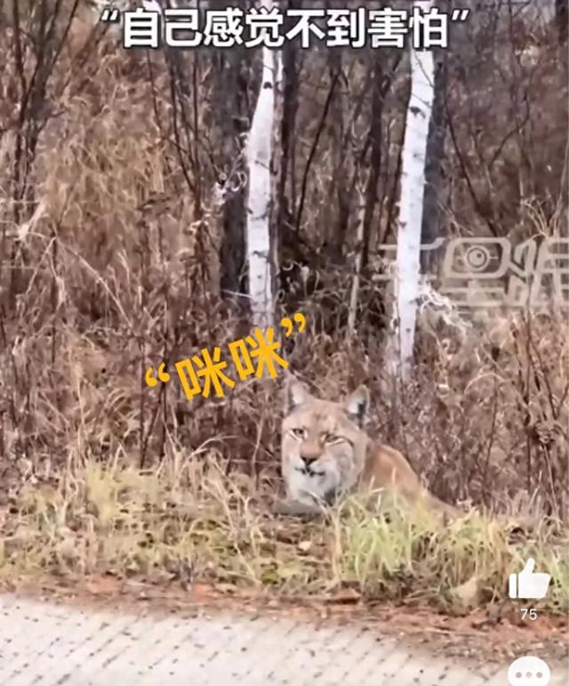 女子路遇野生猞猁直呼咪咪 网友：双方都不清楚自己实力