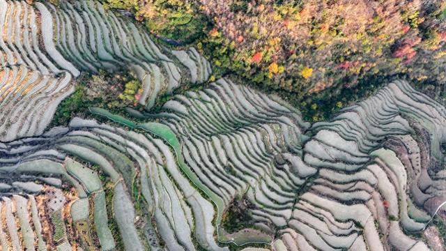 重庆酉阳:霜落梯田 晨景如画