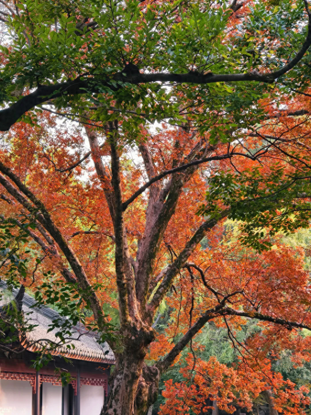 红叶似火、桂花飘香、5000余盆菊花美不胜收！免费打卡→