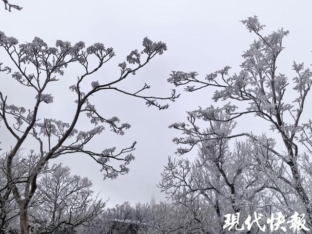 一夜白头！紫金山“千树万树梨花开”