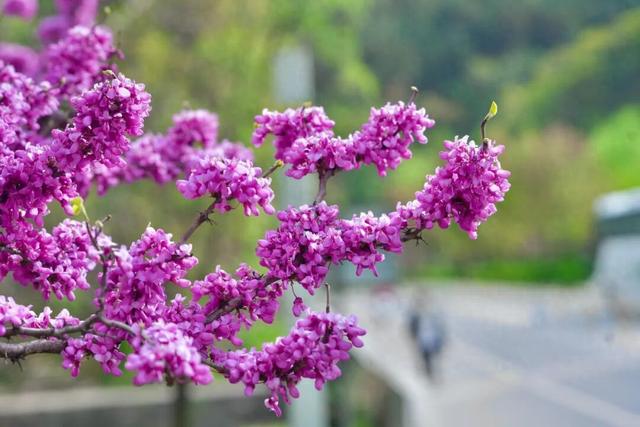 四月赏花图鉴，赴一场山花烂漫的仙境之约~
