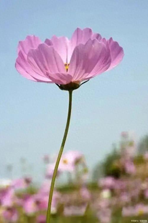 格桑花是西藏军旅的象征，凤凰花是战友深情的见证