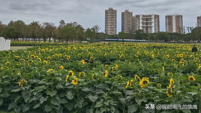 《初冬诗画，花桥地铁畔向日葵之约》