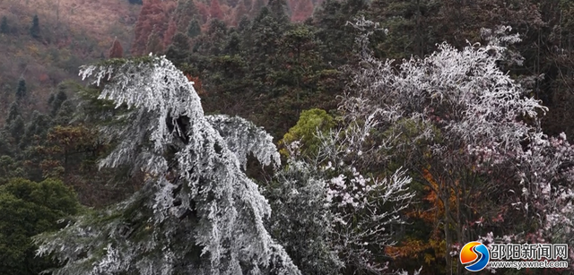 新宁：雾凇映彩林初冬美如画