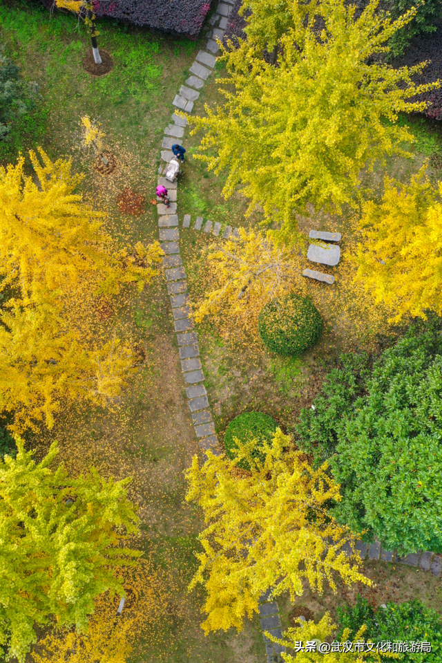 芦花不够看？江滩的银杏已经美疯了！