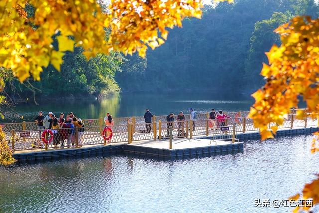 枫红映碧湖燃爆冬日！崇义赣南树木园生态康养 成杰坝打卡爆款