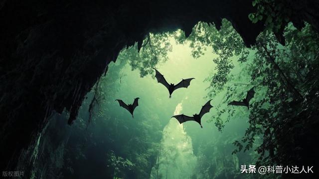 逃出蝙蝠洞穴攻略（夜袭危机安全驱赶蝙蝠的指南不伤空中卫士）