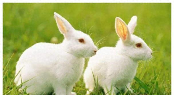 警惕！11月最后几天，属兔人今年最大的“坎”，可能不是事而是人