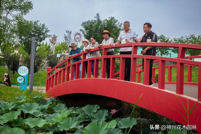 千年古莲绽新颜:“莲痴”徐钢让沉睡千年的古莲焕发新生