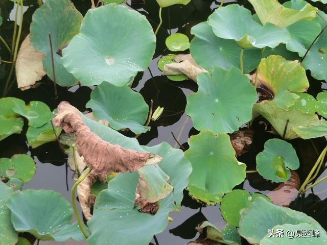 湖岸风光:秋菏