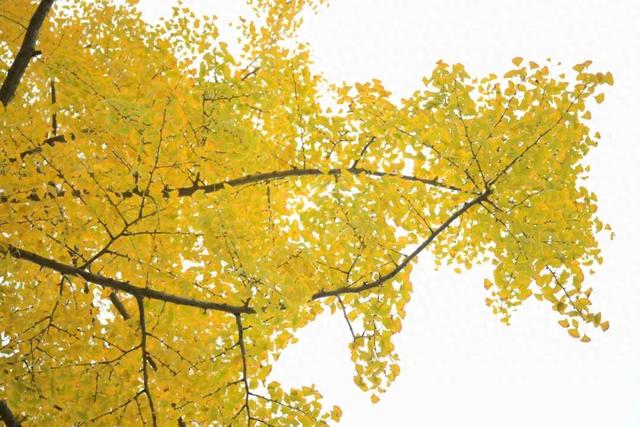 落叶缓扫，快来新津比“叶”！