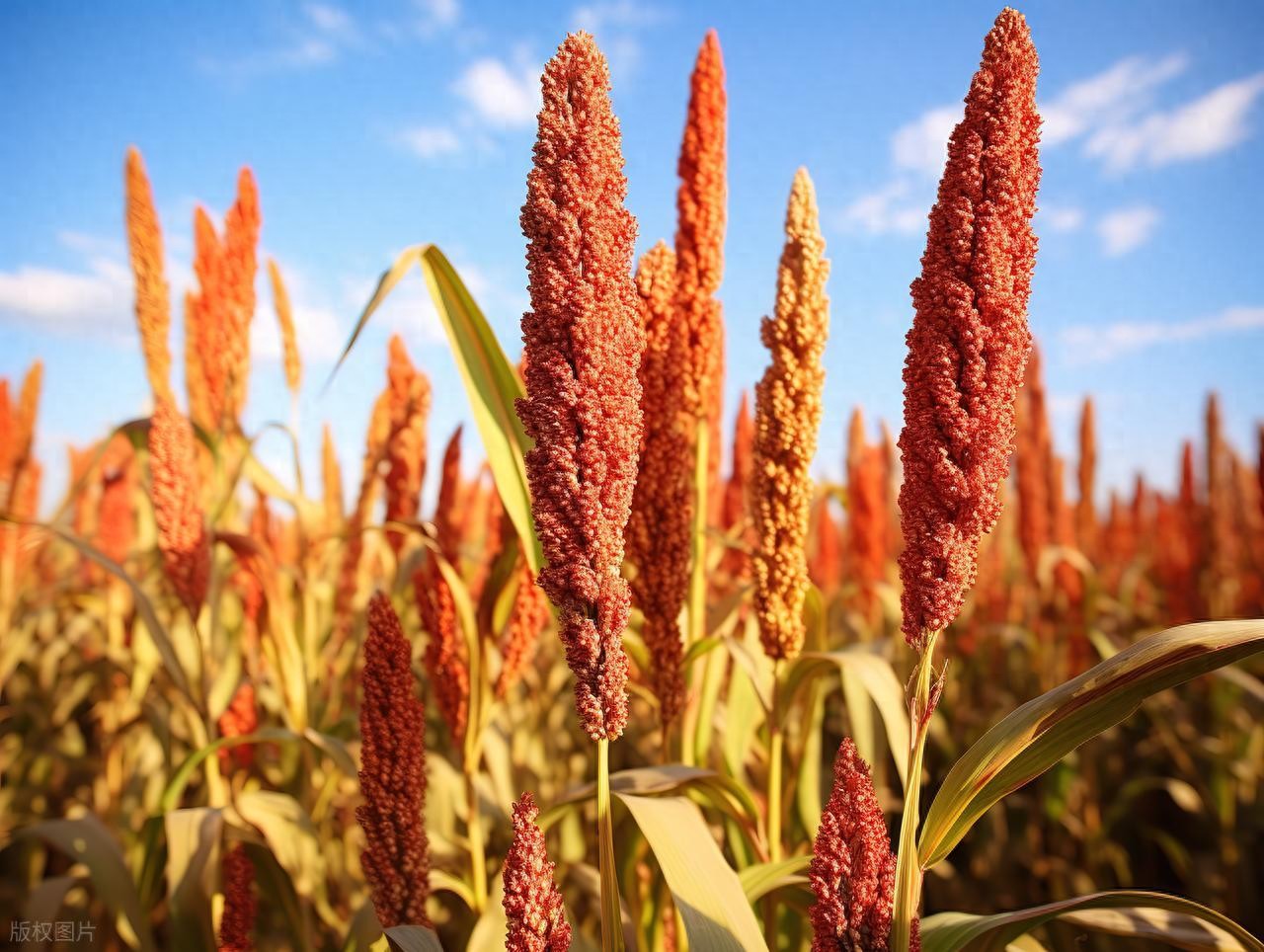 图片关键词 图片关键词