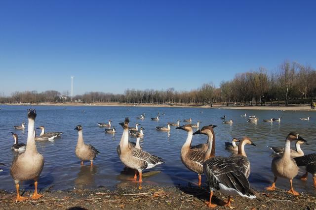 南海子公园鸿雁群飞