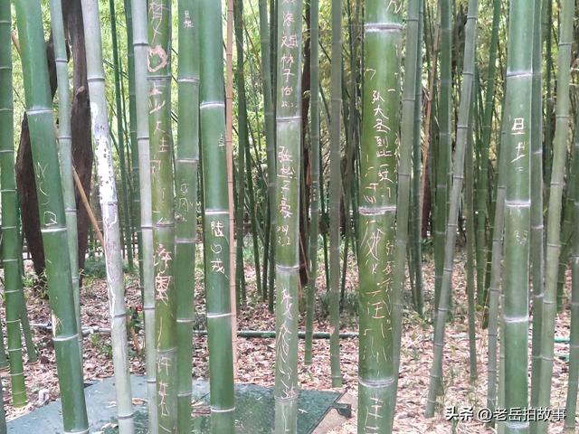 公园竹林里展现的是一些人的低素质，其行为与秀竹相比格格不入！