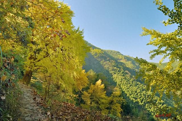 深秋，到政和大岭村看银杏黄叶去。