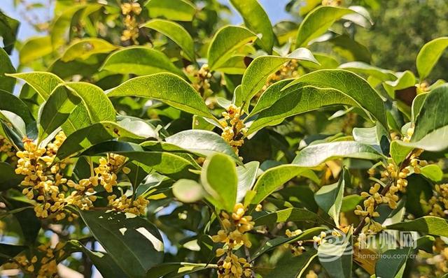 赏桂好时节，杭州城市河道赏桂点攻略来啦！