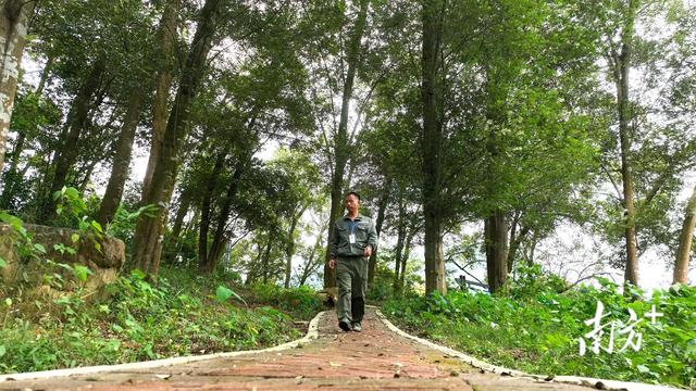 英德：守护绿色“活化石”，擦亮“绿美英德”生态名片