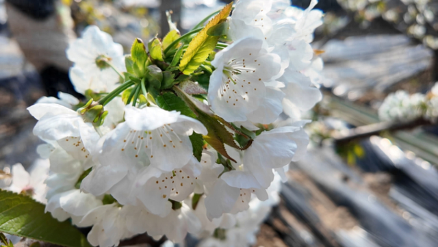 限定冬日浪漫！湟中多巴樱桃花开，等你来赏
