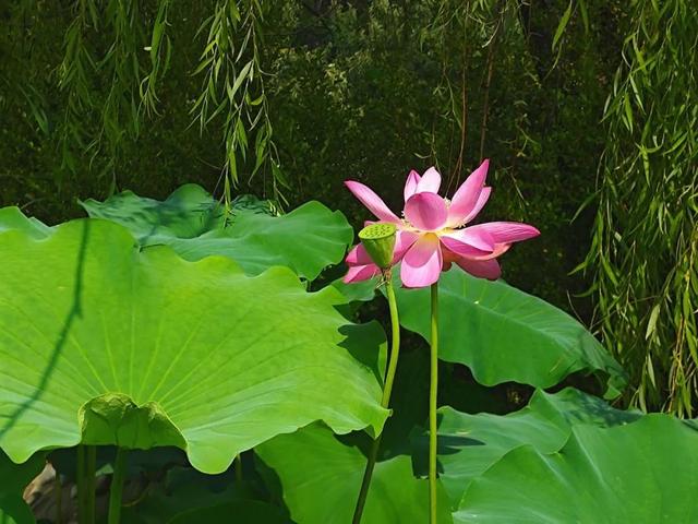 【寻美平度】盛夏的云山，甚 “荷” 我意