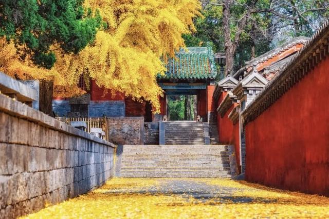 郑州银杏进入最佳观赏期！这10处地铁可直达