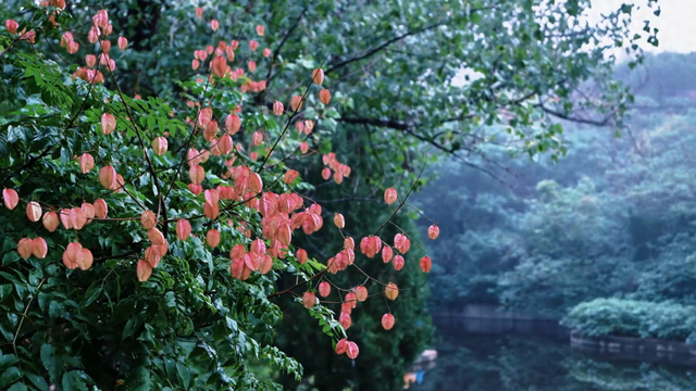 邹城遛弯好去处！铁山公园，不止是公园更是历史感