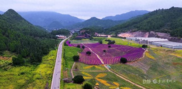 国庆假期将至，黔东南麻江百亩菊花喜迎游客