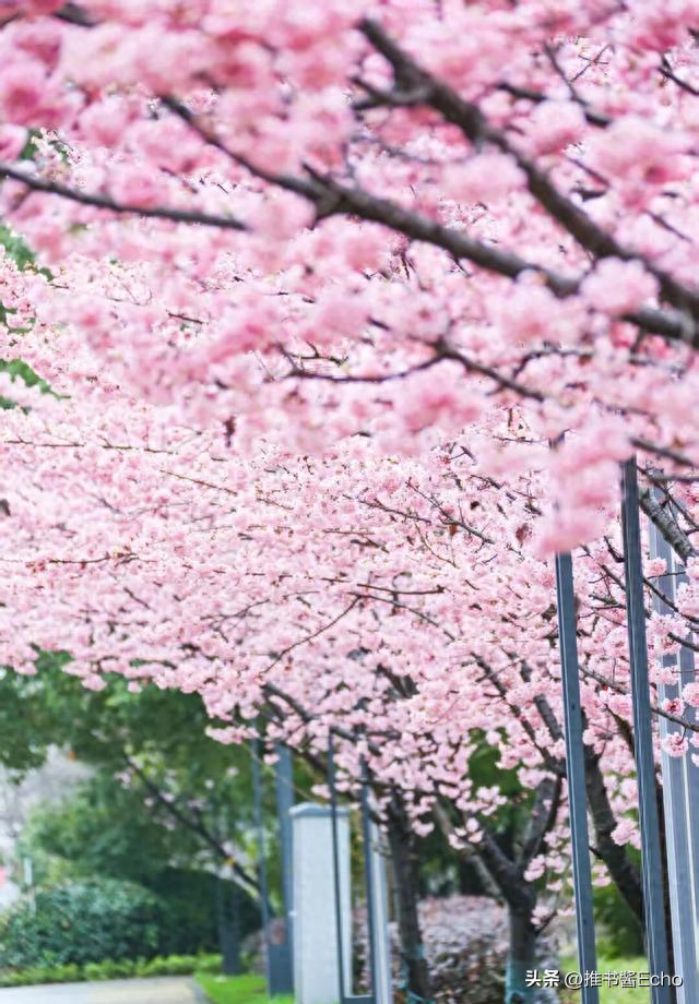 无锡这个免费公园，突然爆火！