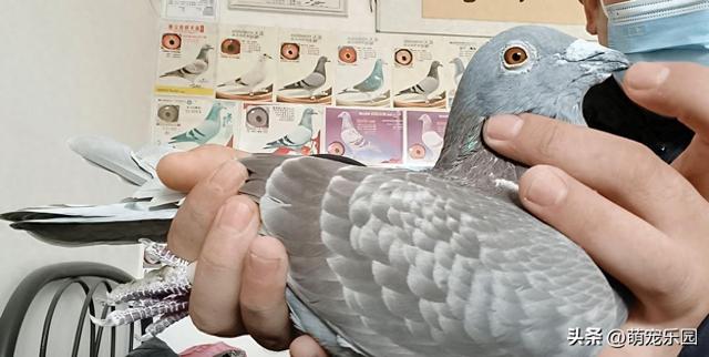 2020年出生小家伙，纯正血统，每次飞翔都让我自豪