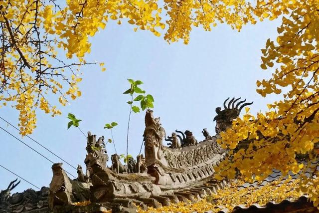 邂逅千年银杏，共赴一场时光之约