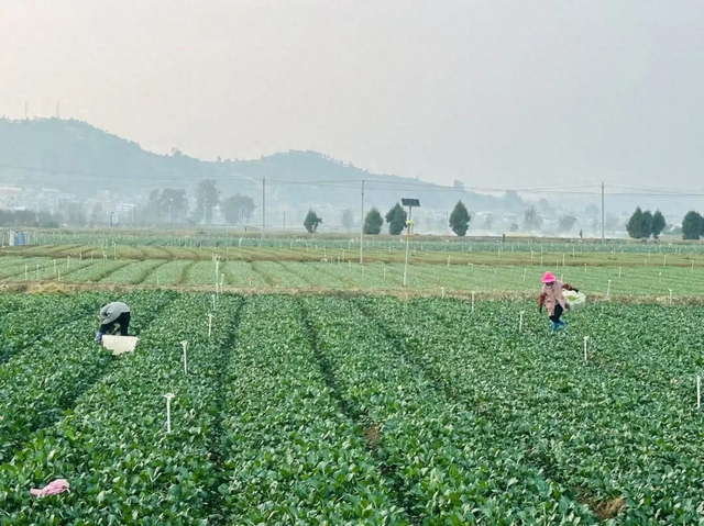 蔬菜种子批发市场在哪里有（繁制全国6成蔬菜种子为什么这里租金5000元亩菜农也愿来种菜）