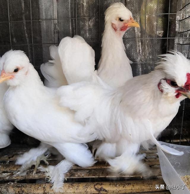 经营农场赚钱破解版（​​家里院子就能养​​投入3000元一年赚9000）