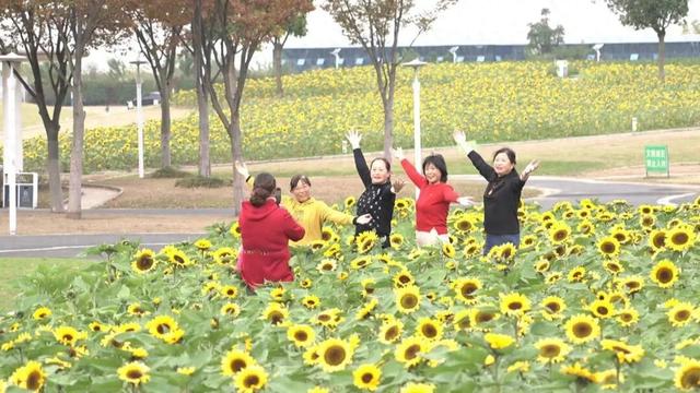 超出片！崇川滨江向日葵花海全网刷屏