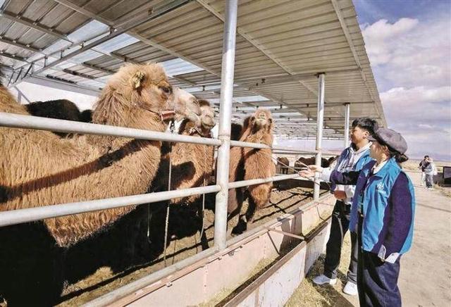驼铃声声今犹在 红色精神永相传——“红杞风光别样美 高原研学探海西”活动走进乌兰