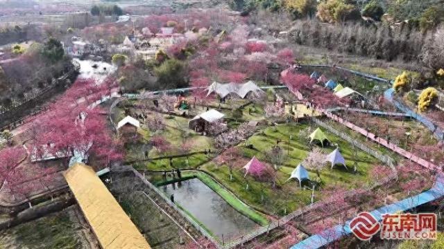 霞浦：六万株樱花竞相绽放 绘就春日绚丽花海