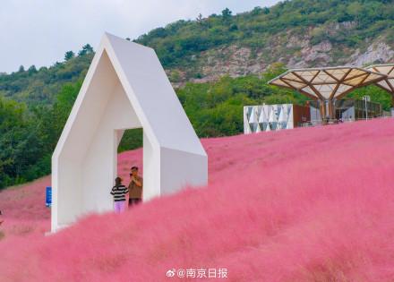 这样的浪漫花海，真的不来看看？
