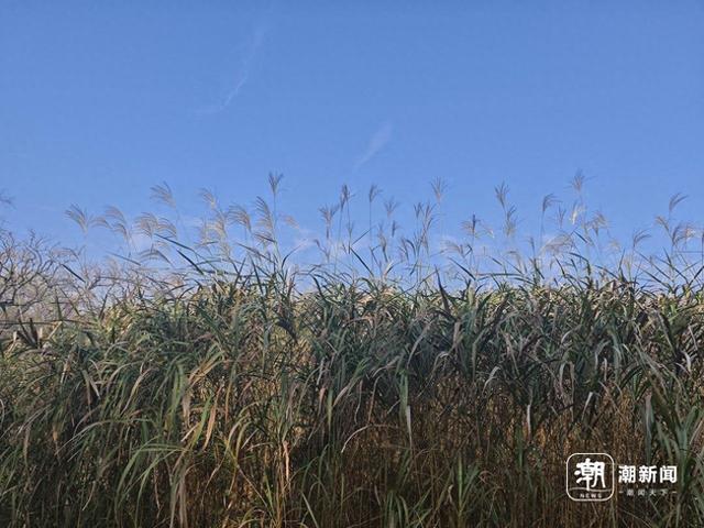 体验“秋芦飞雪”的浪漫，到杭州西溪湿地观赏芦花，最美的时刻即将到来