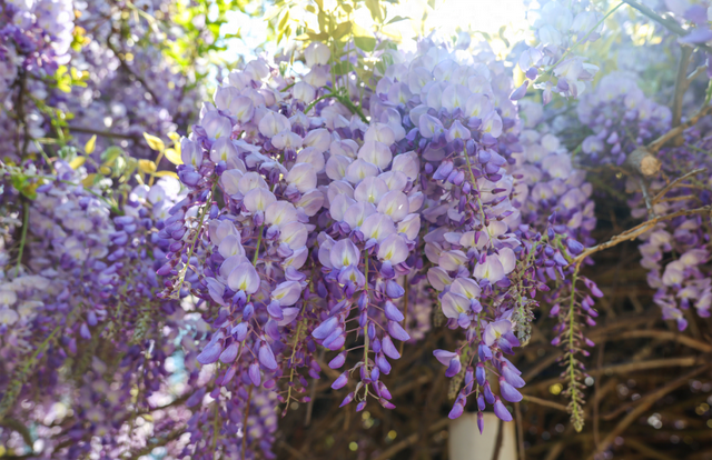 刷屏！紫藤花开正盛 紫色花海美出圈