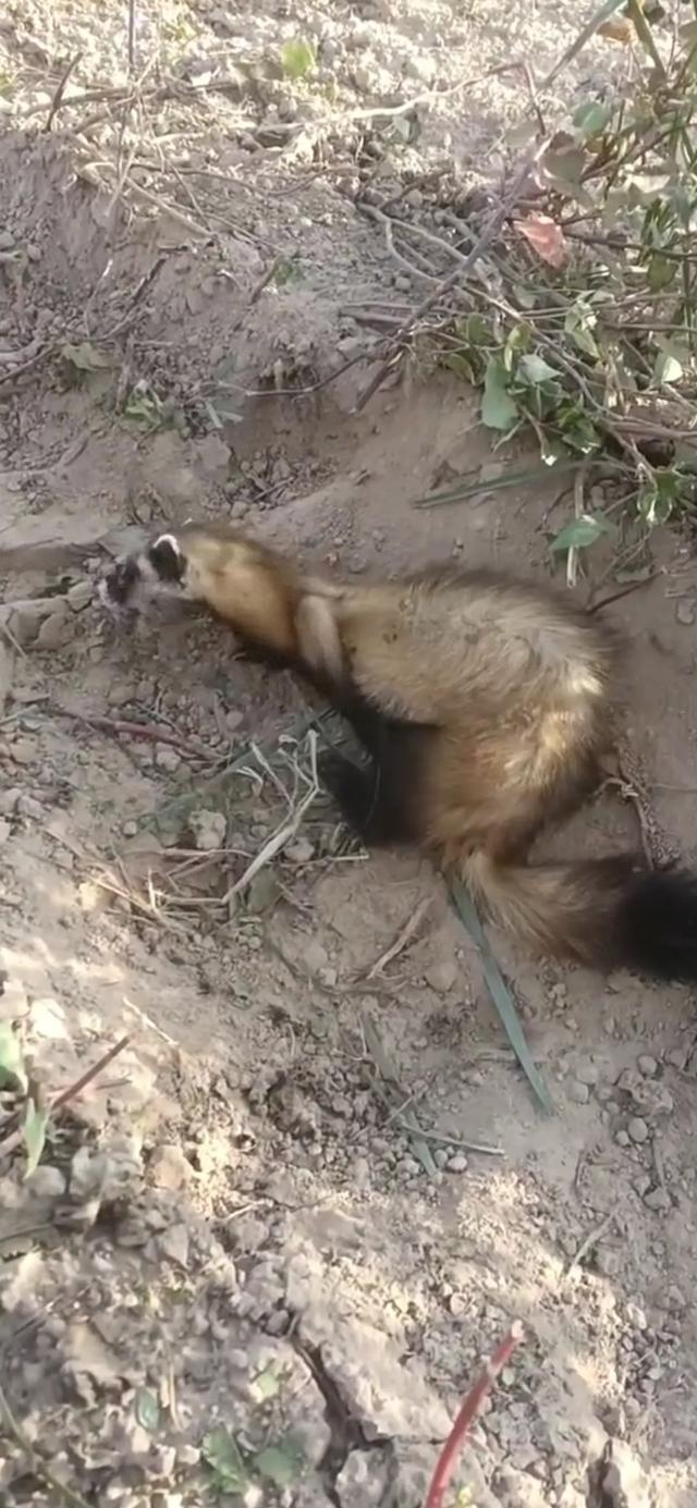 罕见！陕西榆林，有村民下地干活时，意外发现只不知名毛绒小动物