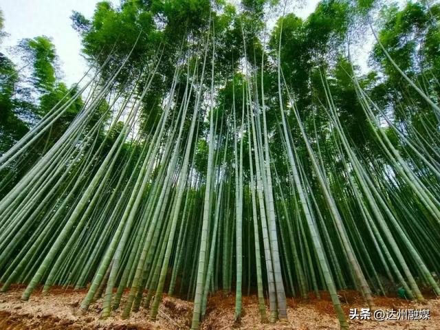 逃离热浪！这份大竹私藏避暑攻略快收好！