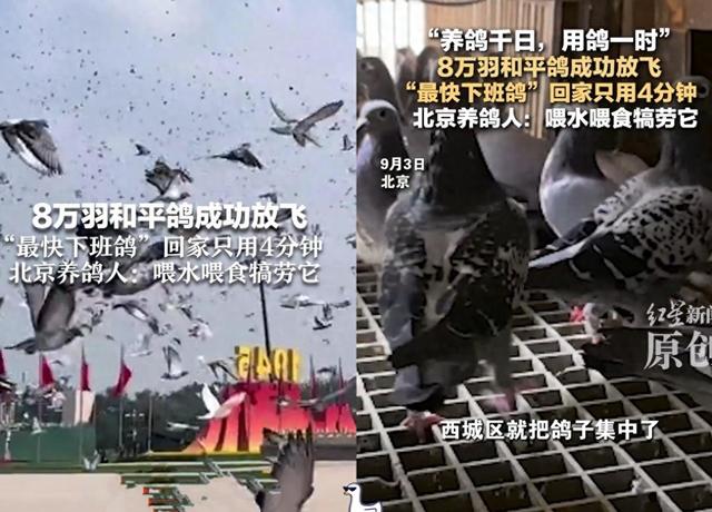 我家出了20只鸽子， 最后回来29个，其中就8个是我的！