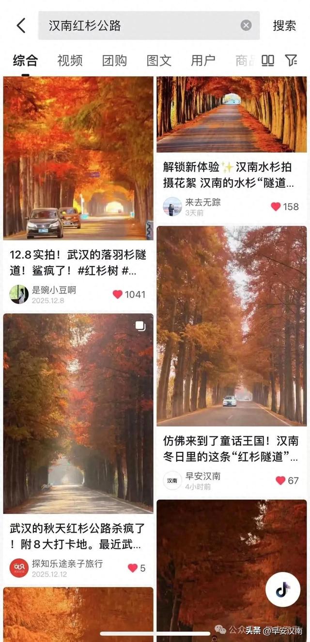 彻底火了，不是北欧是汉南！水杉隧道+落日，氛围感直接拉满！