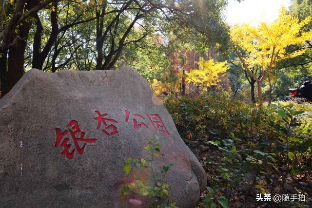 又是一年银杏璀璨时,上海闵行一棵300余年古银杏树进入醉美时刻