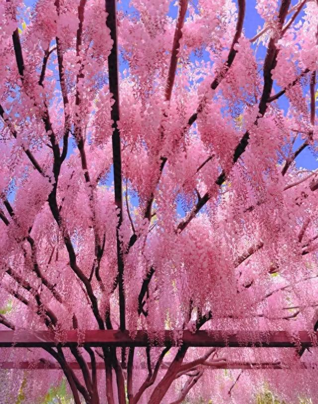 北京一处“最壮观”的紫藤花公园，犹如仙境一样美，震撼至极！