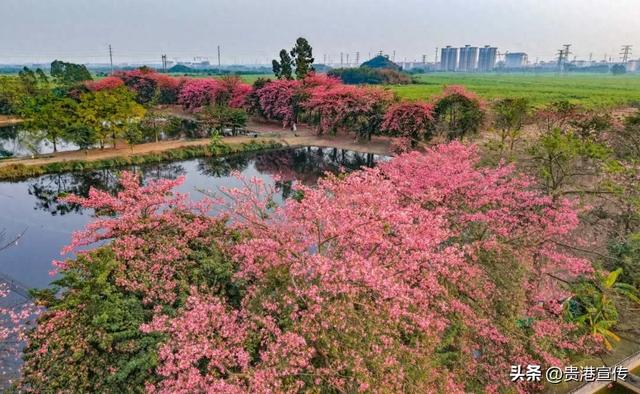 这个鲜花盛开的地方，去过的人都说好！